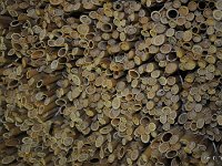 Zasiedlone gniazda murarek